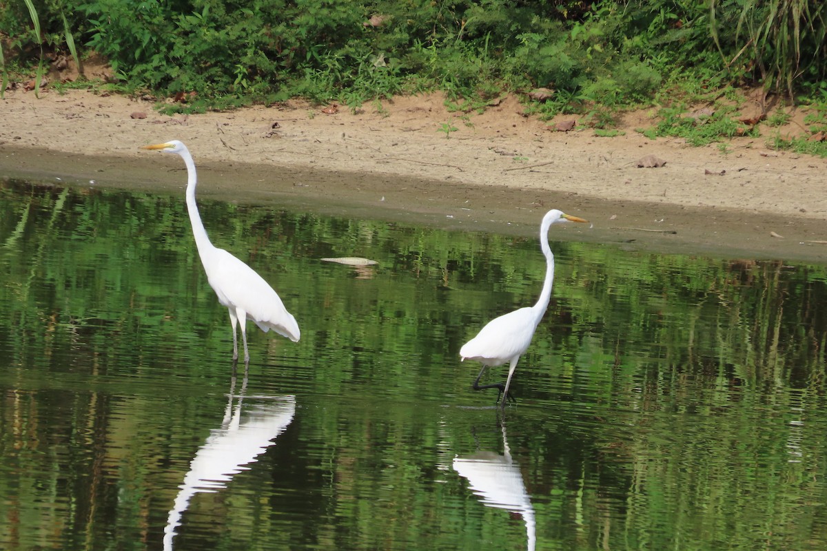 Great Egret - ML623162036