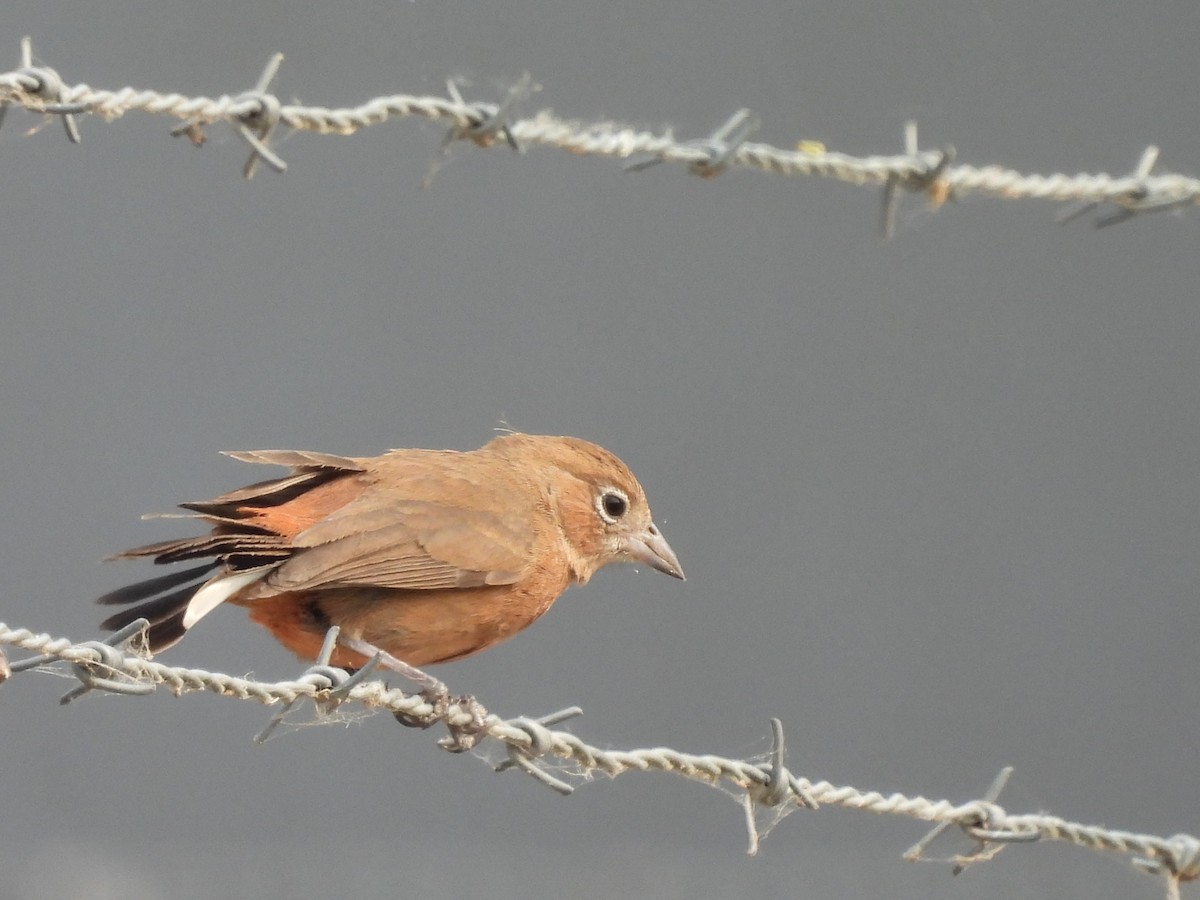 Red-crested Finch - ML623162043