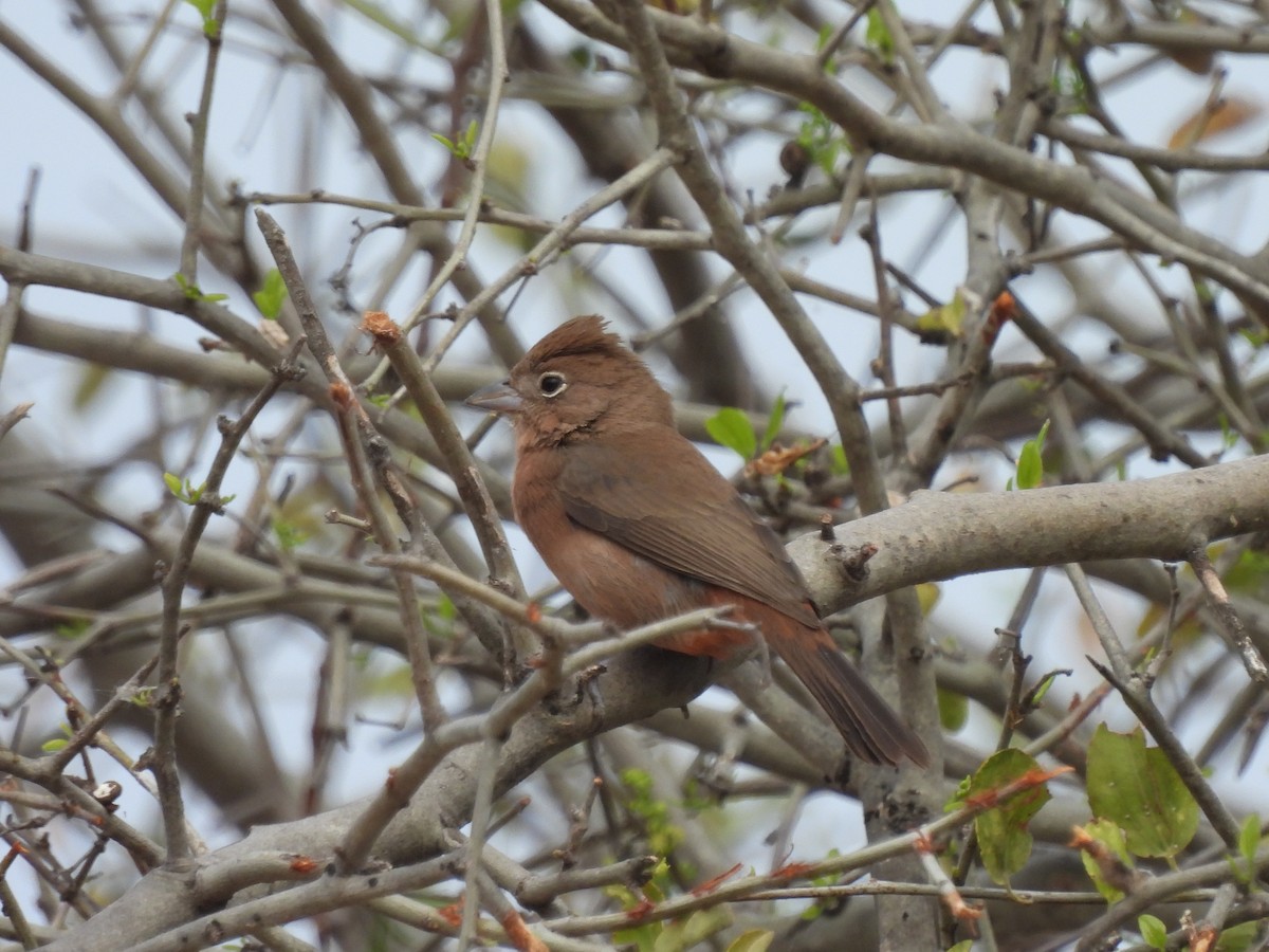 Red-crested Finch - ML623162044