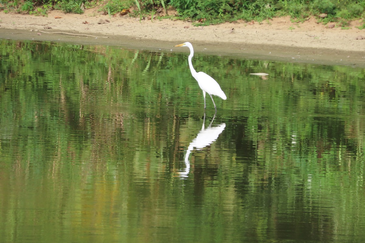 Great Egret - ML623162058