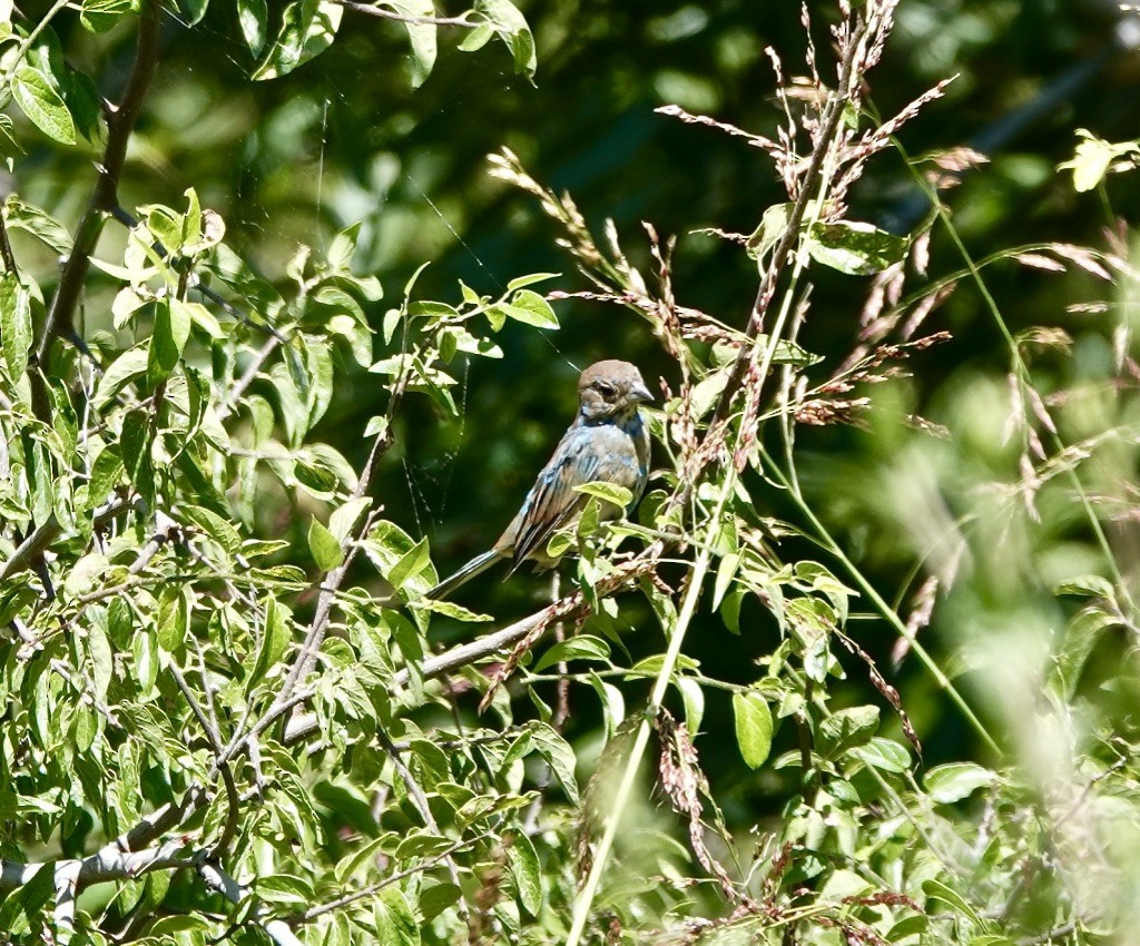 Indigo Bunting - Rick Taylor