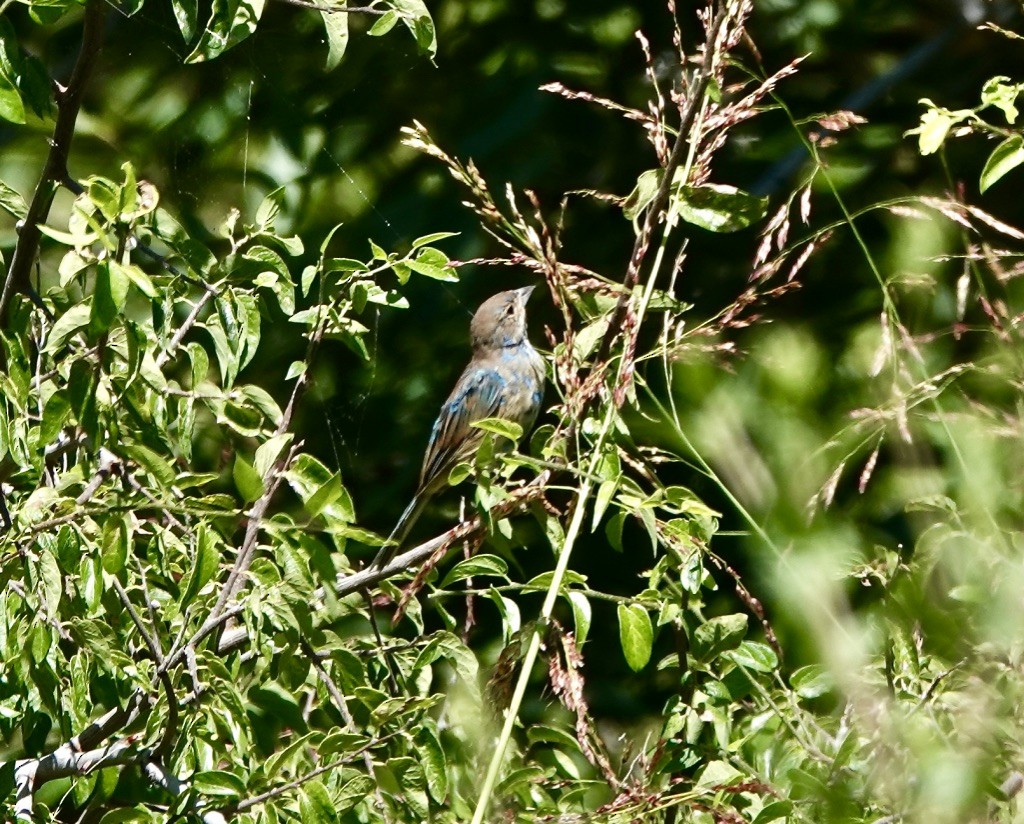 Indigo Bunting - ML623162096