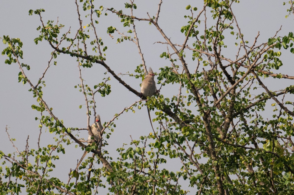 Blue-naped Mousebird - ML623162120