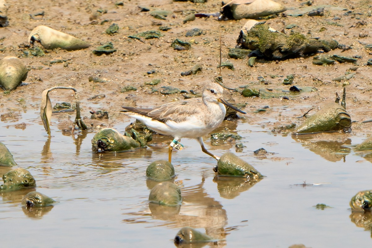 Terek Sandpiper - ML623162145
