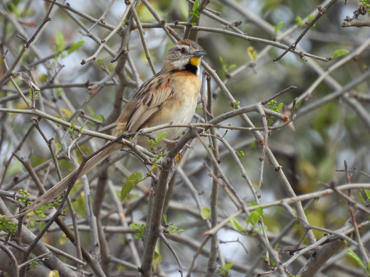 Chotoy Spinetail - ML623162147