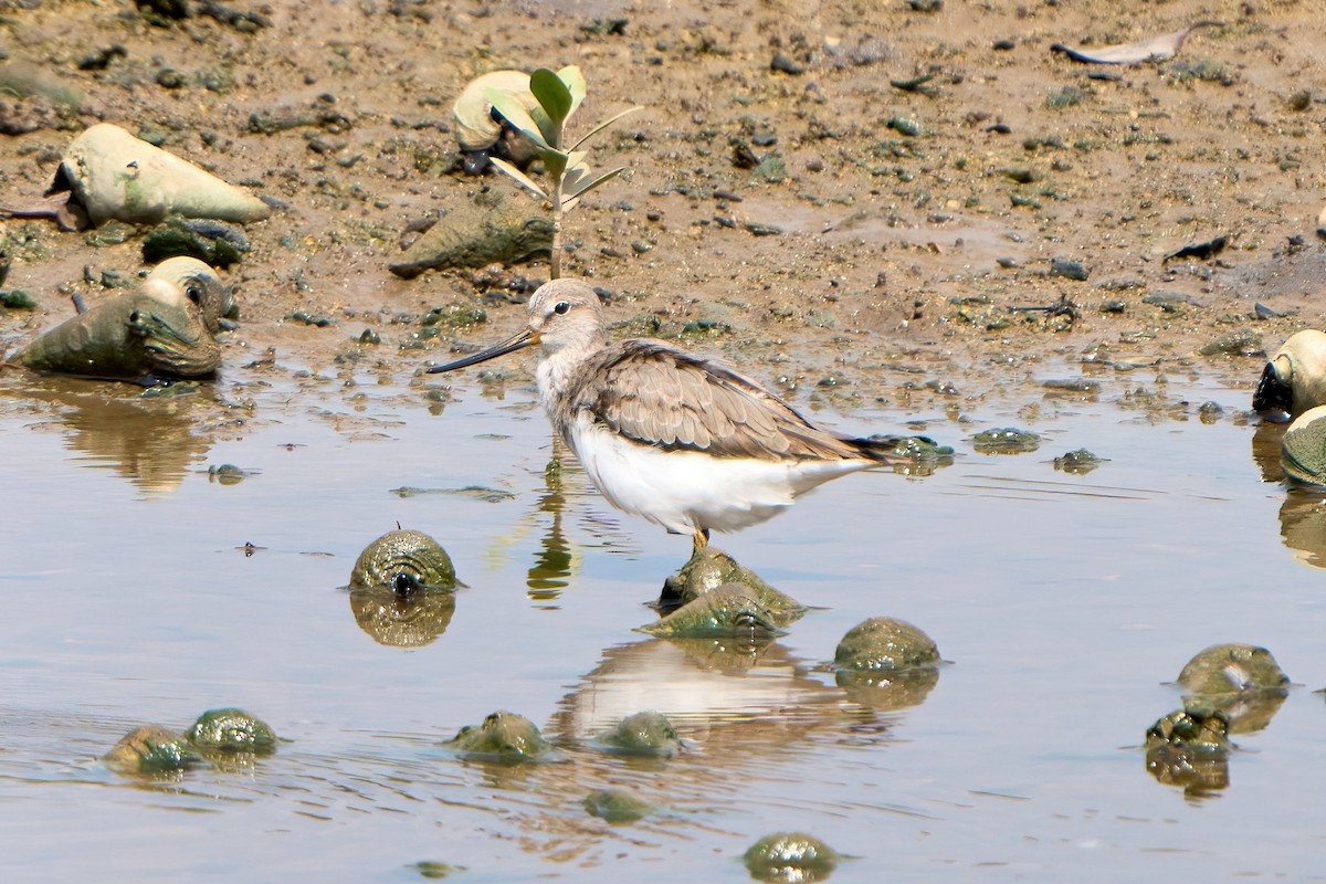 Terek Sandpiper - ML623162149