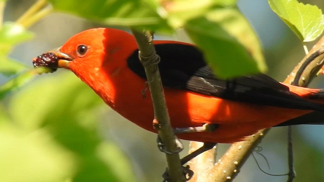 Scarlet Tanager - ML623162204