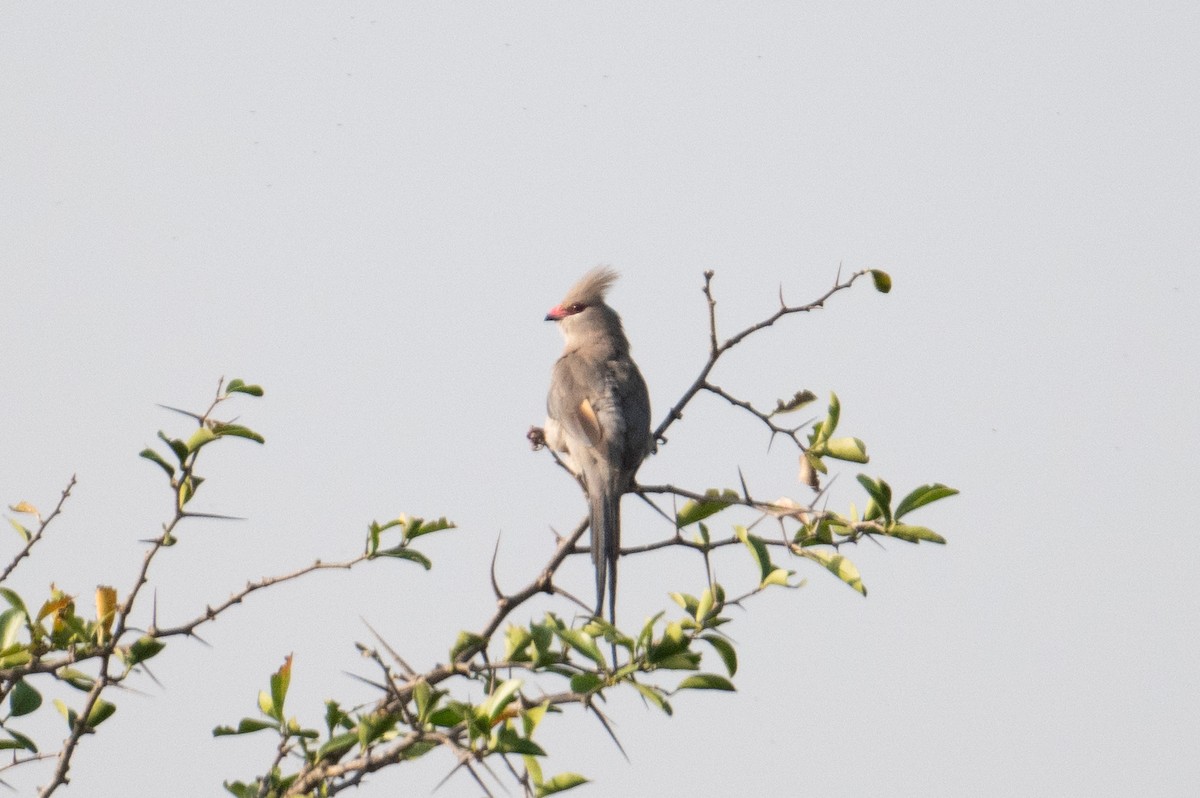 Blue-naped Mousebird - ML623162206