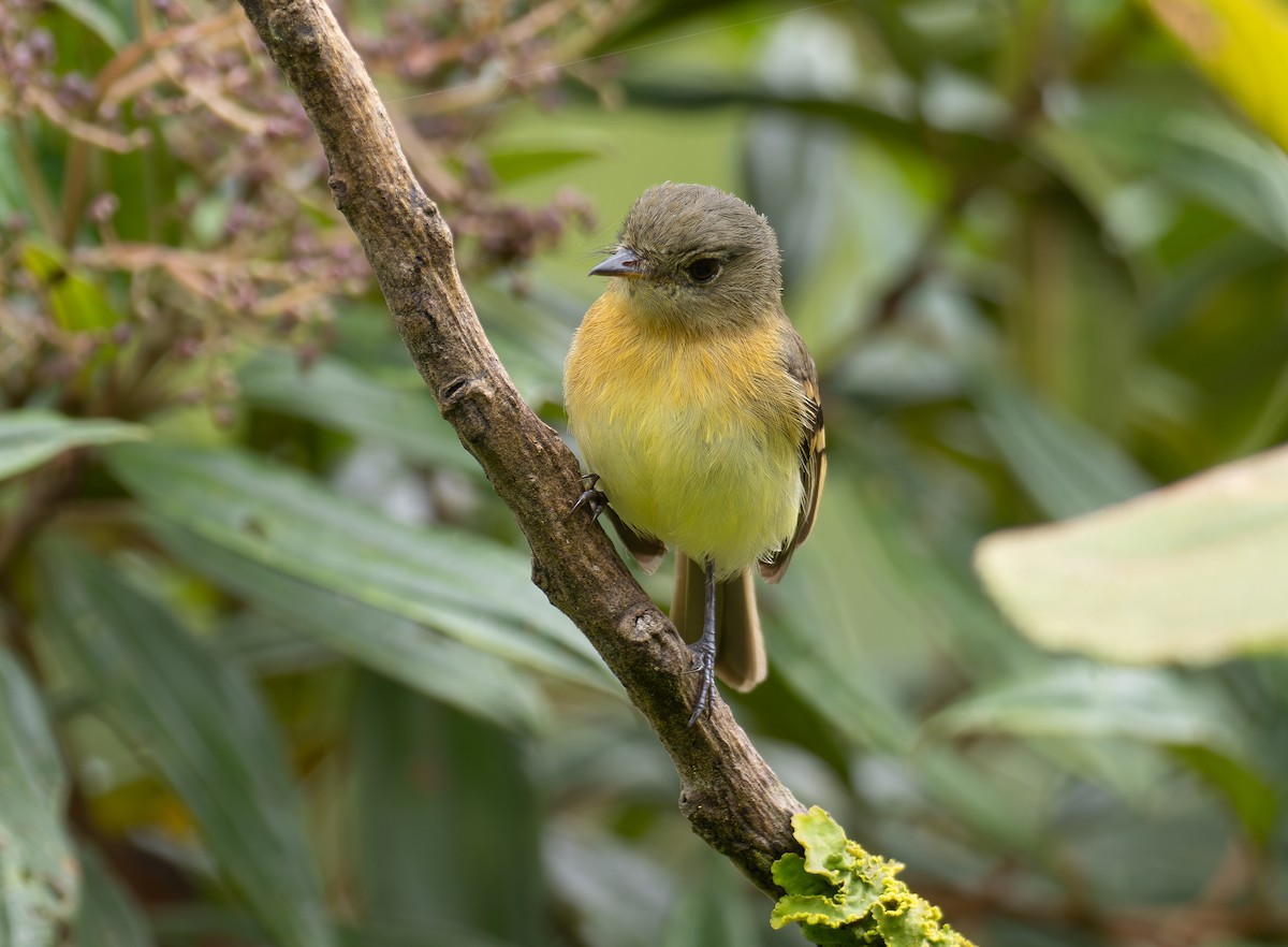 Handsome Flycatcher - ML623162248