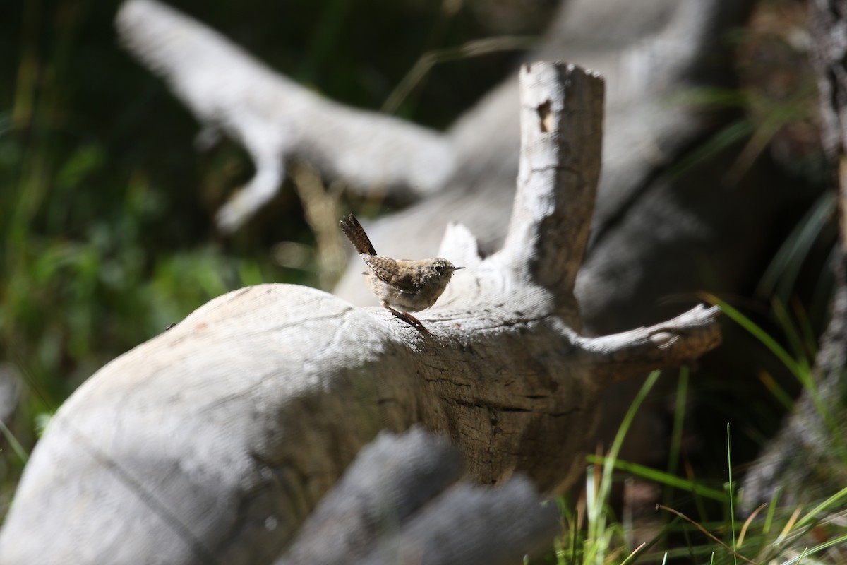 House Wren - ML623162257