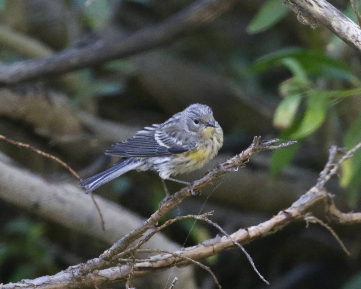 Yellow-rumped Warbler (Audubon's) - ML623162291