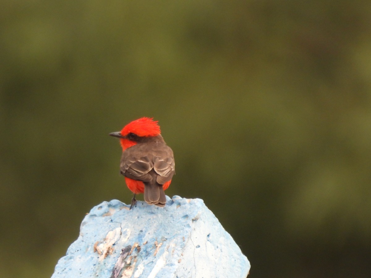 Vermilion Flycatcher - ML623162296