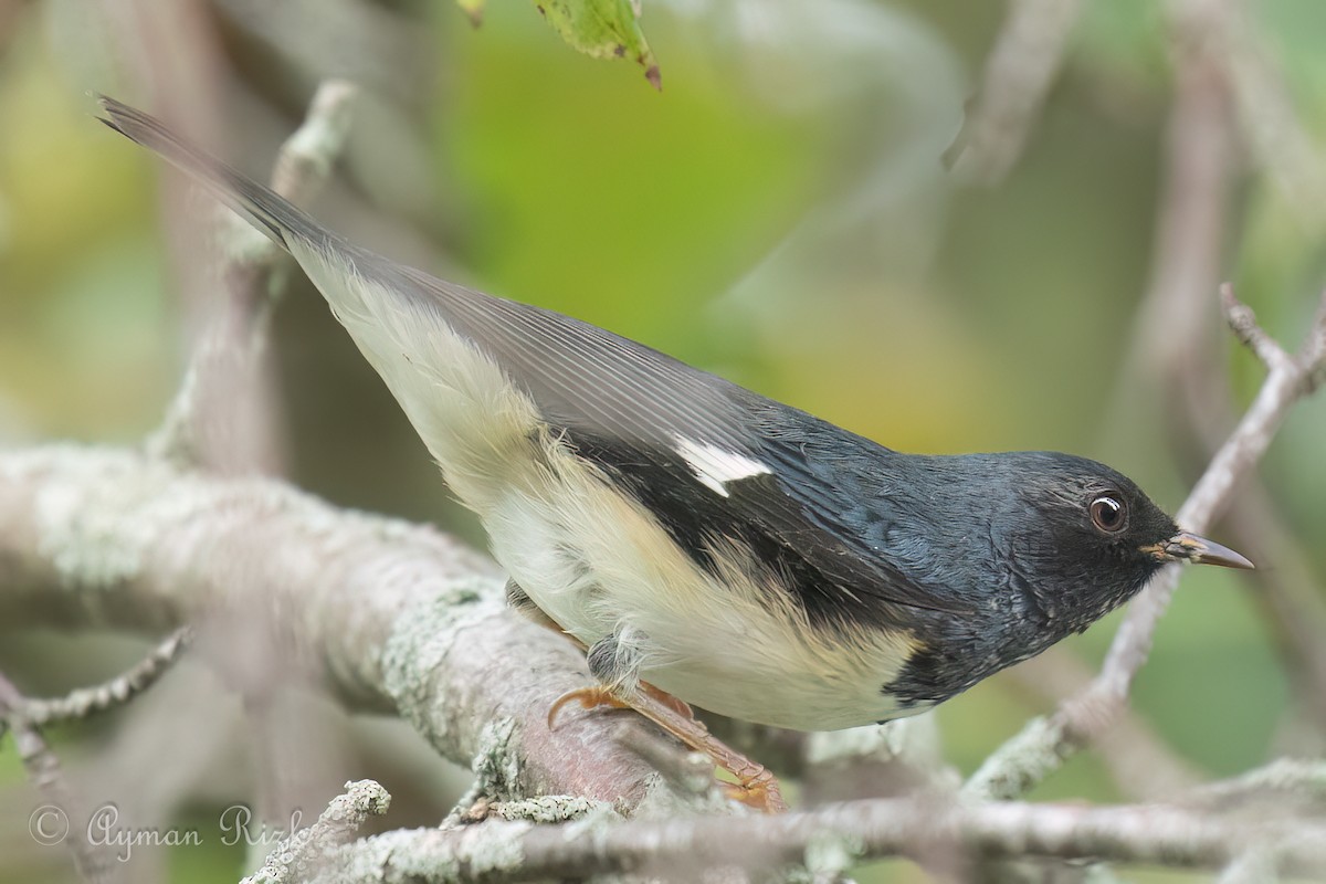 Black-throated Blue Warbler - ML623162297