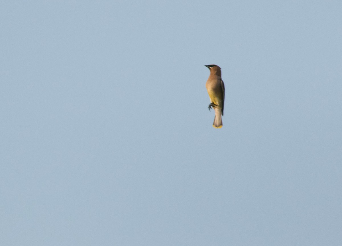 Cedar Waxwing - ML623162302