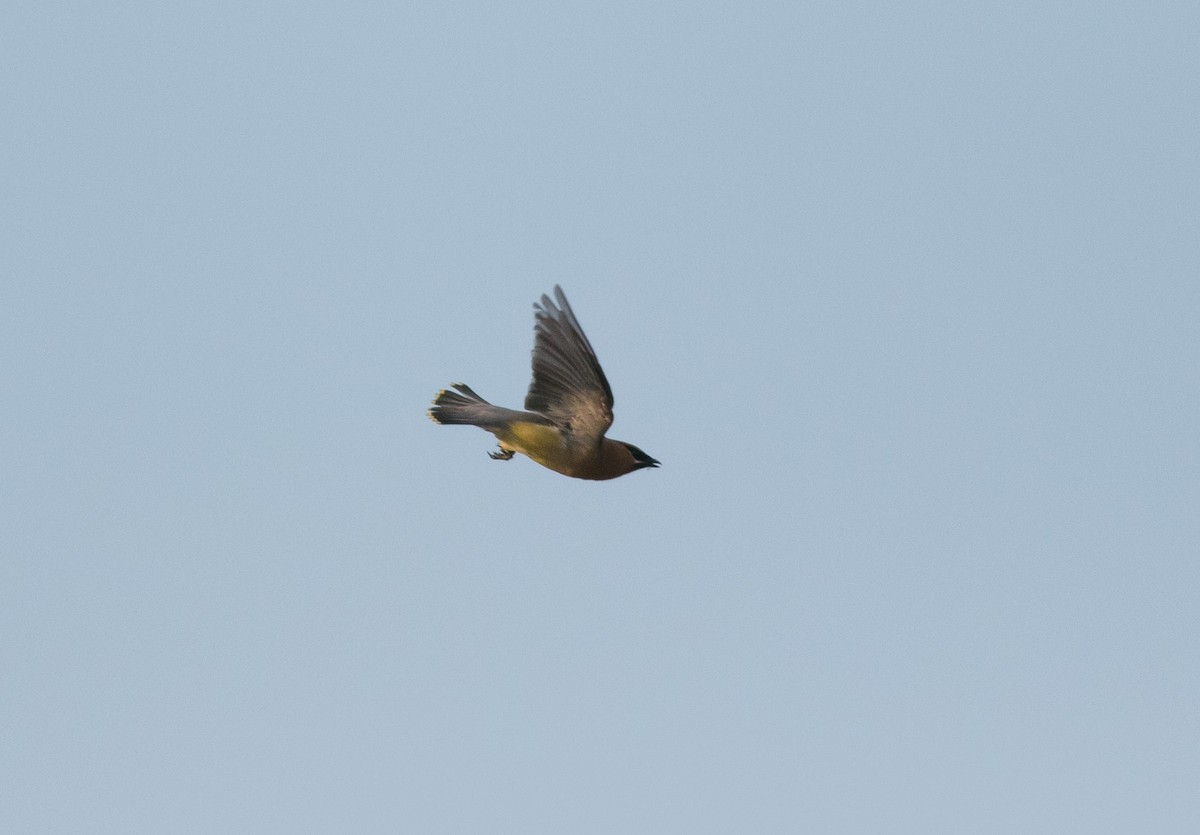 Cedar Waxwing - ML623162303