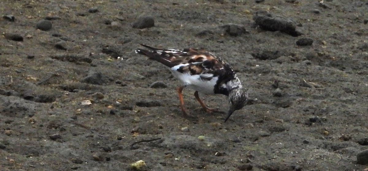 Ruddy Turnstone - ML623162311