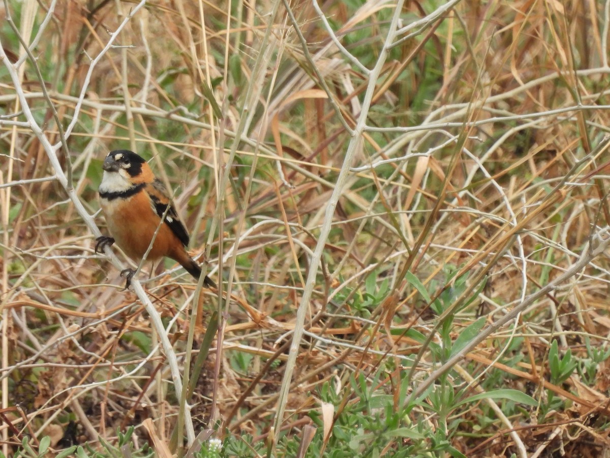 Rusty-collared Seedeater - ML623162326