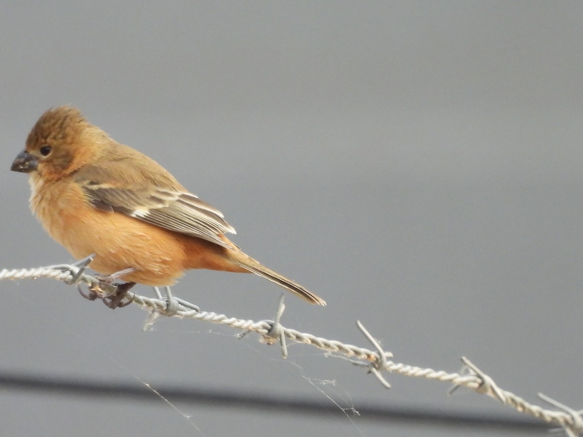 Rusty-collared Seedeater - ML623162327