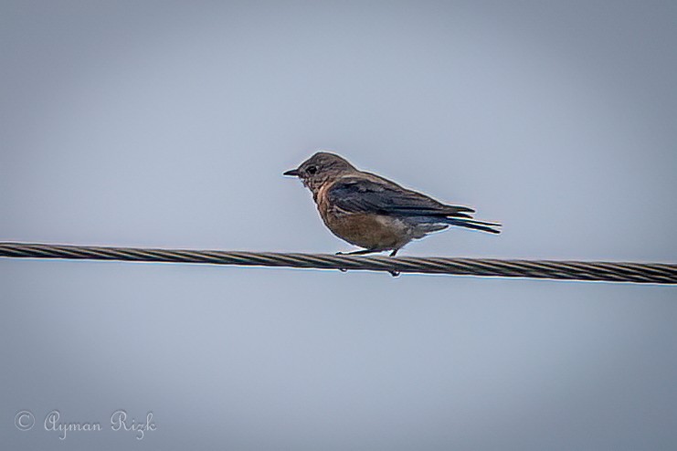 Eastern Bluebird - ML623162335