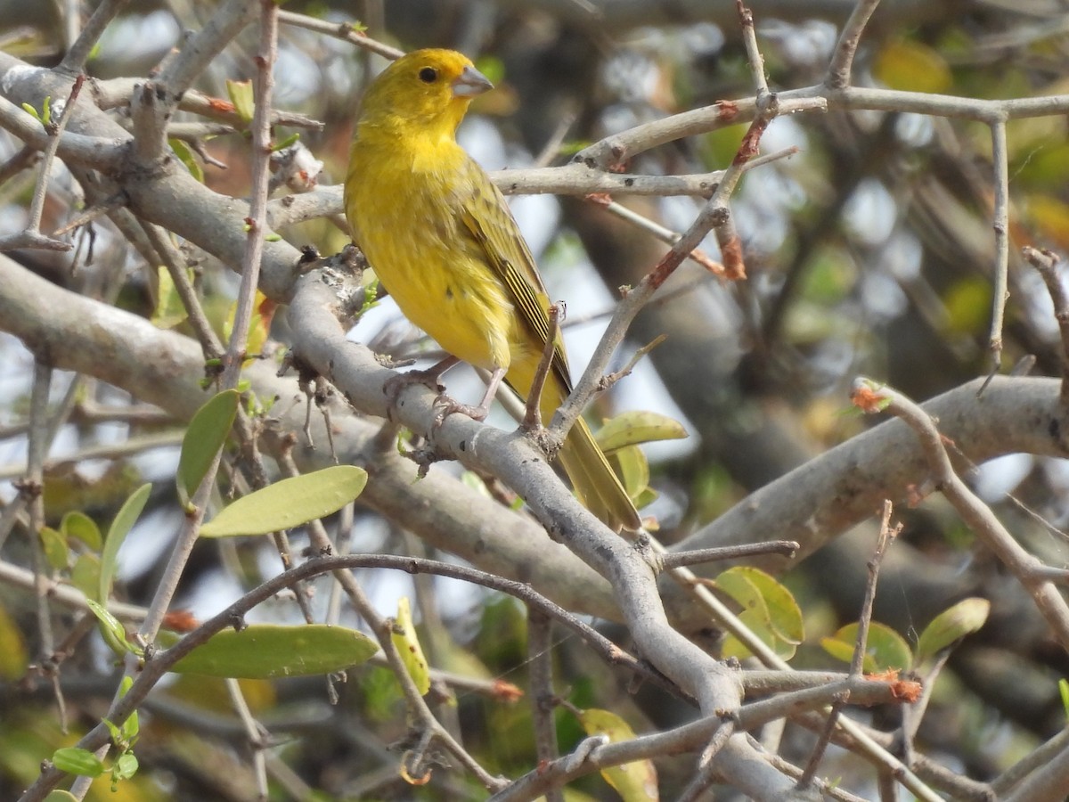 Saffron Finch - ML623162373