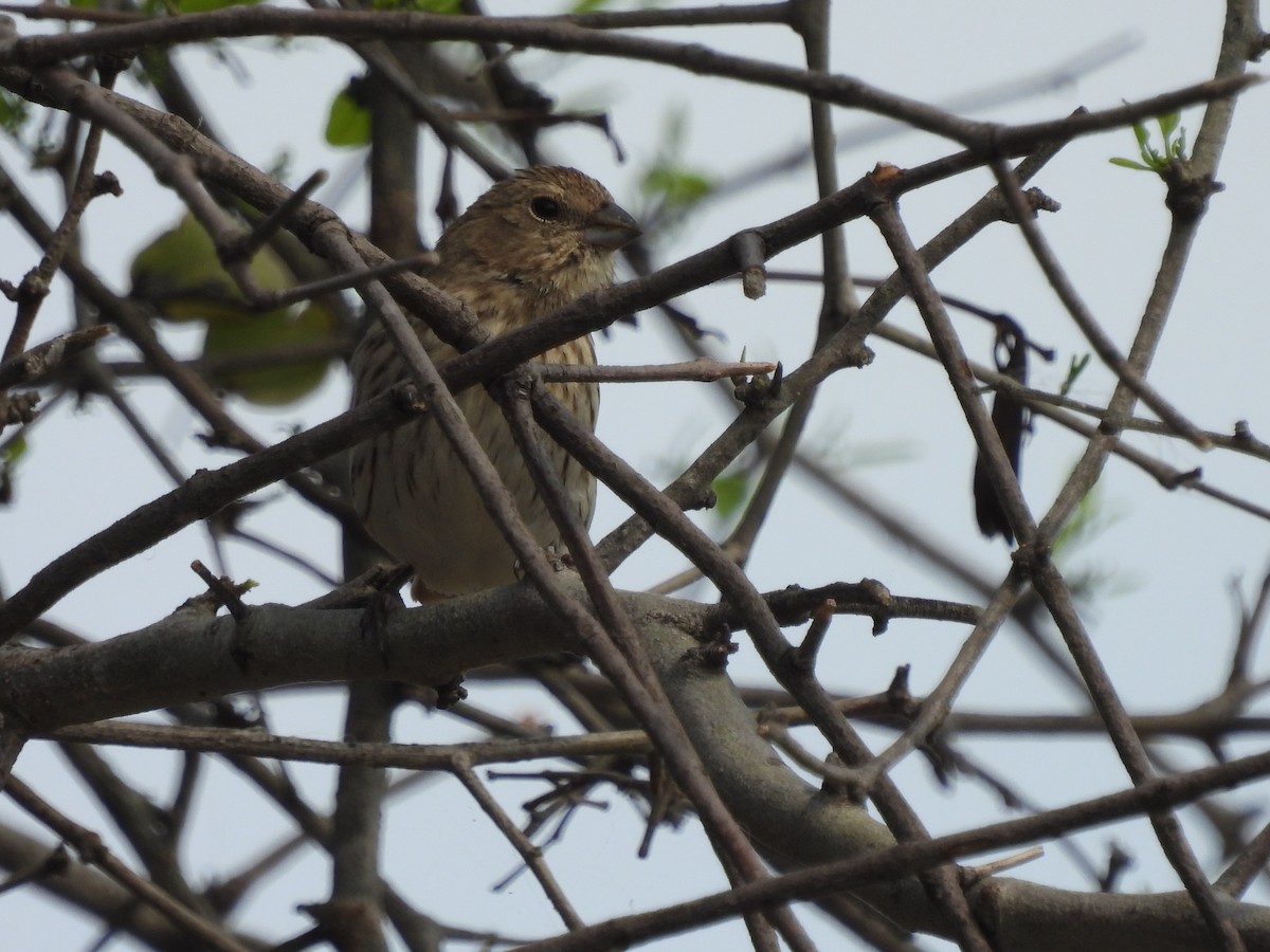 Saffron Finch - ML623162376