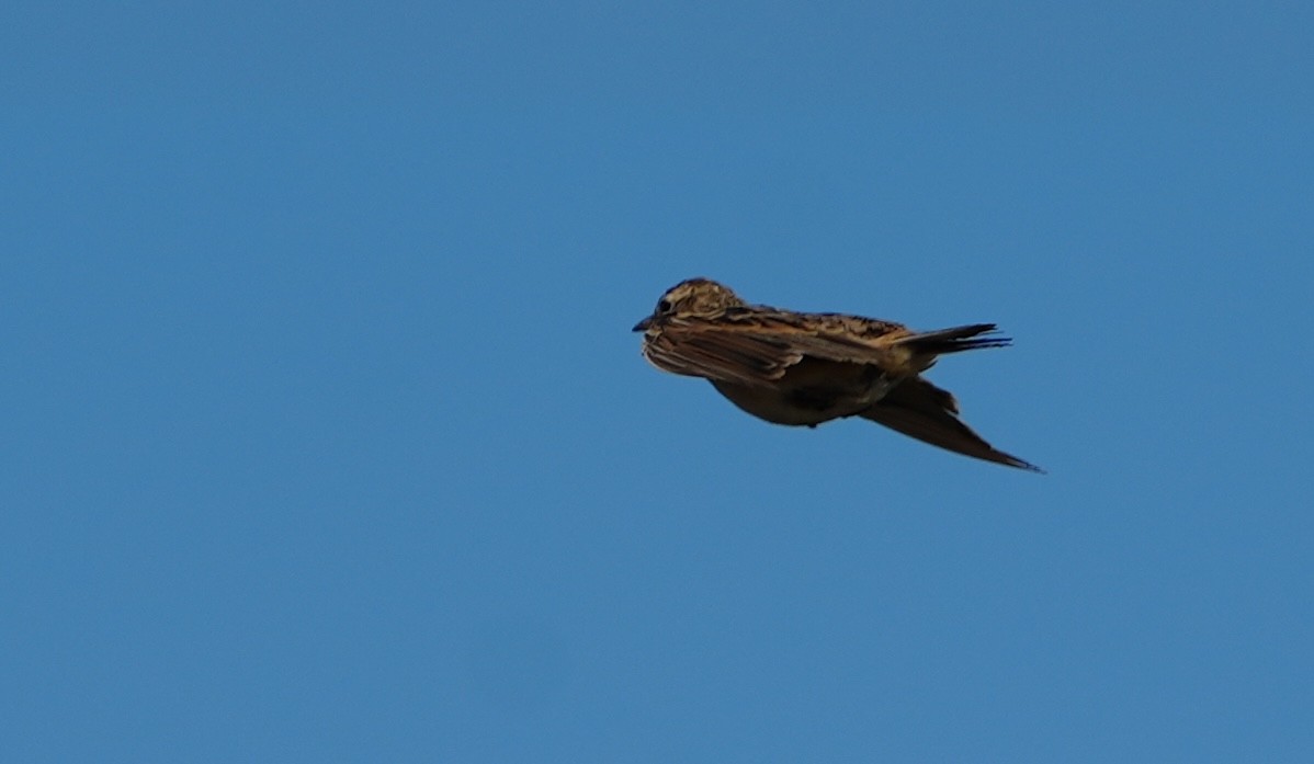 Jerdon's Bushlark - ML623162385