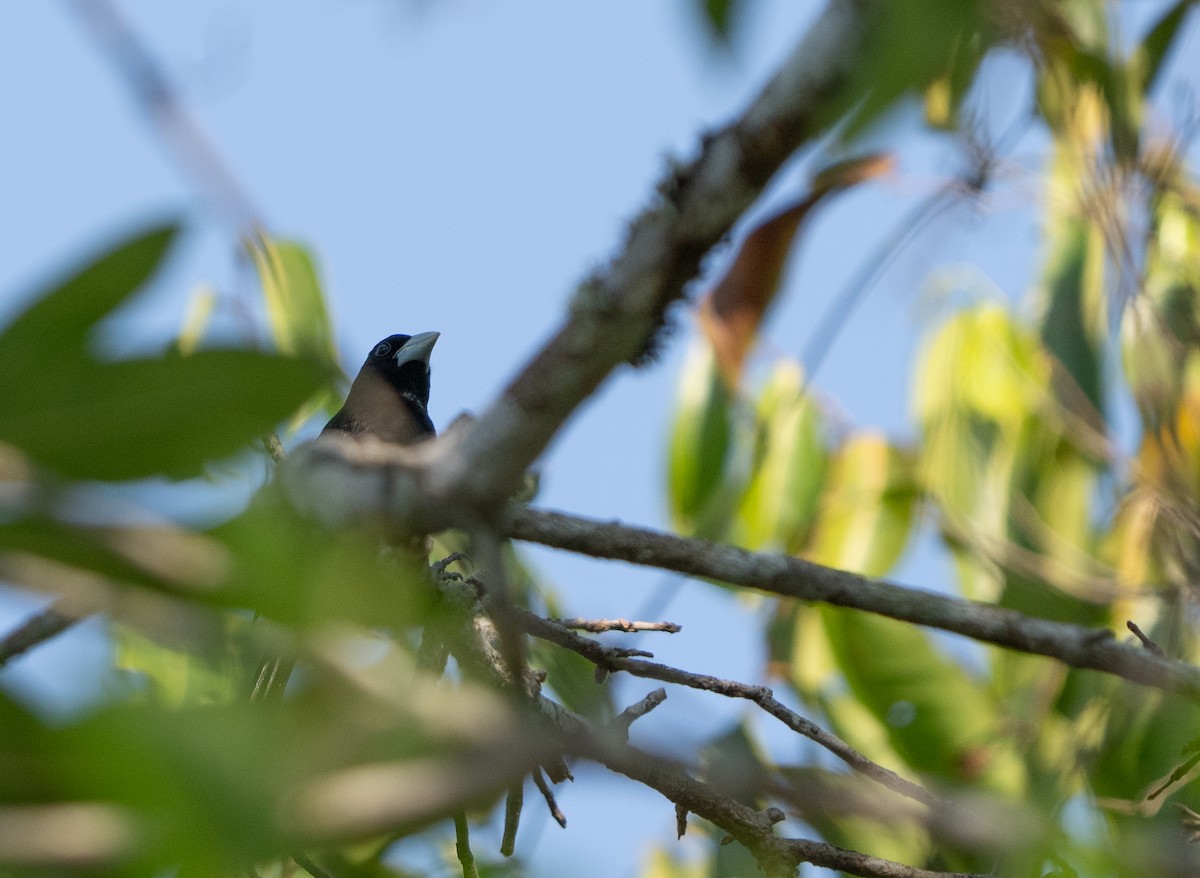 Cone-billed Tanager - ML623162395