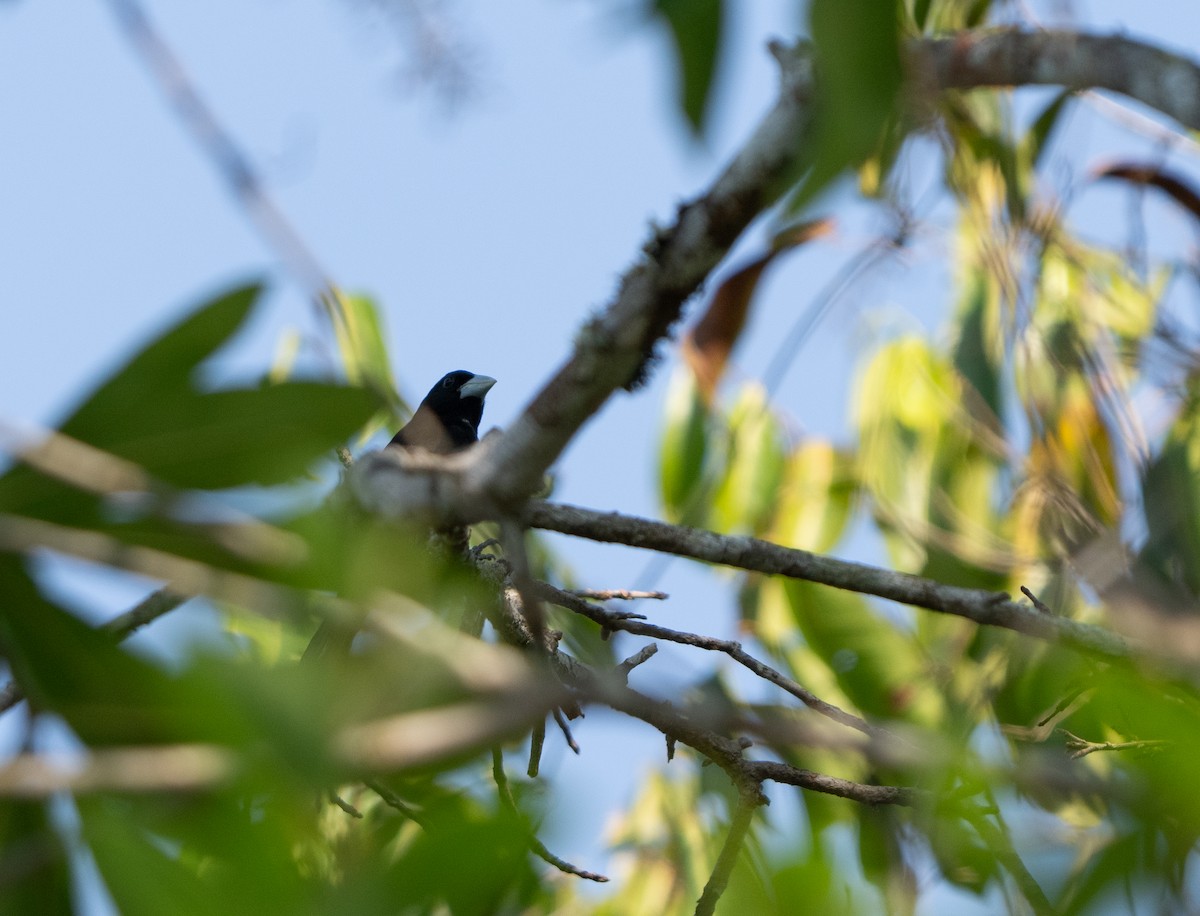 Cone-billed Tanager - ML623162396