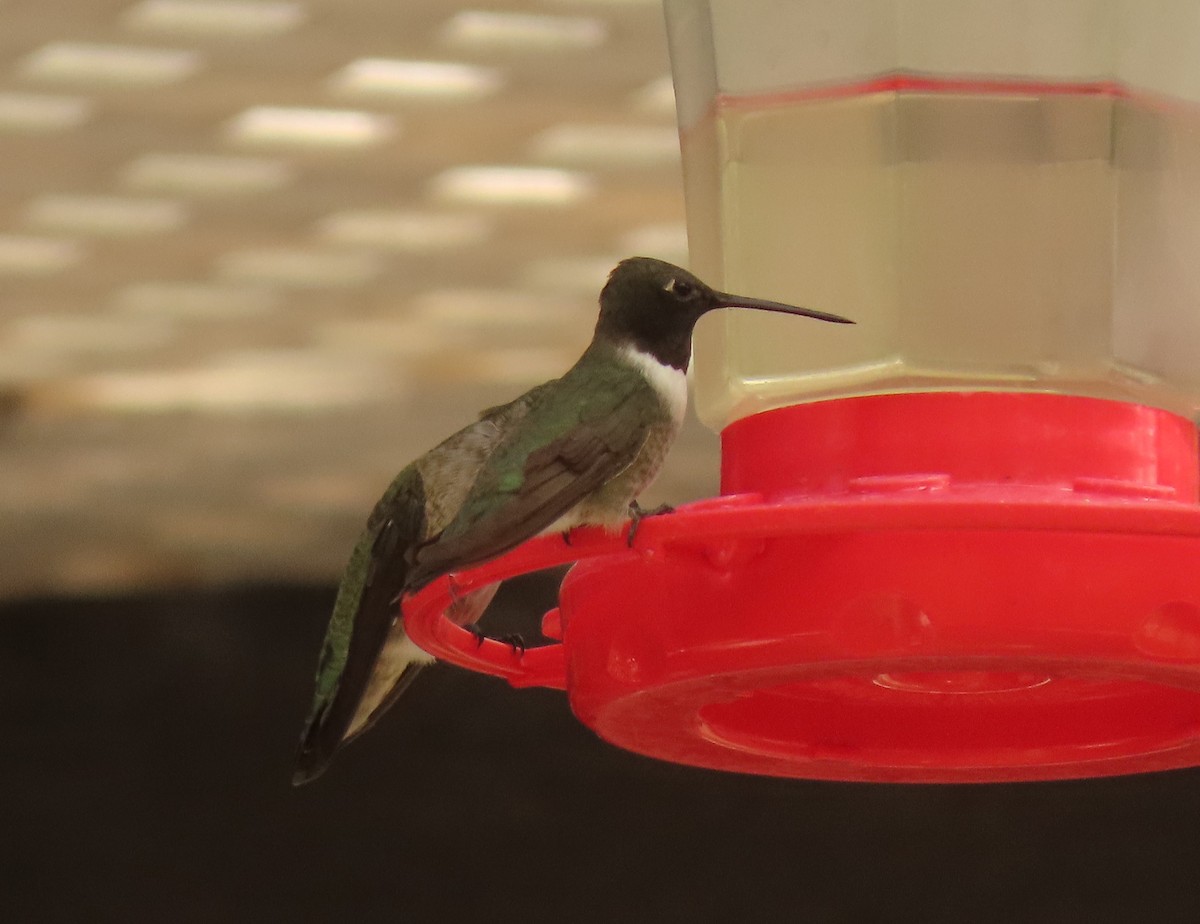 Black-chinned Hummingbird - ML623162422