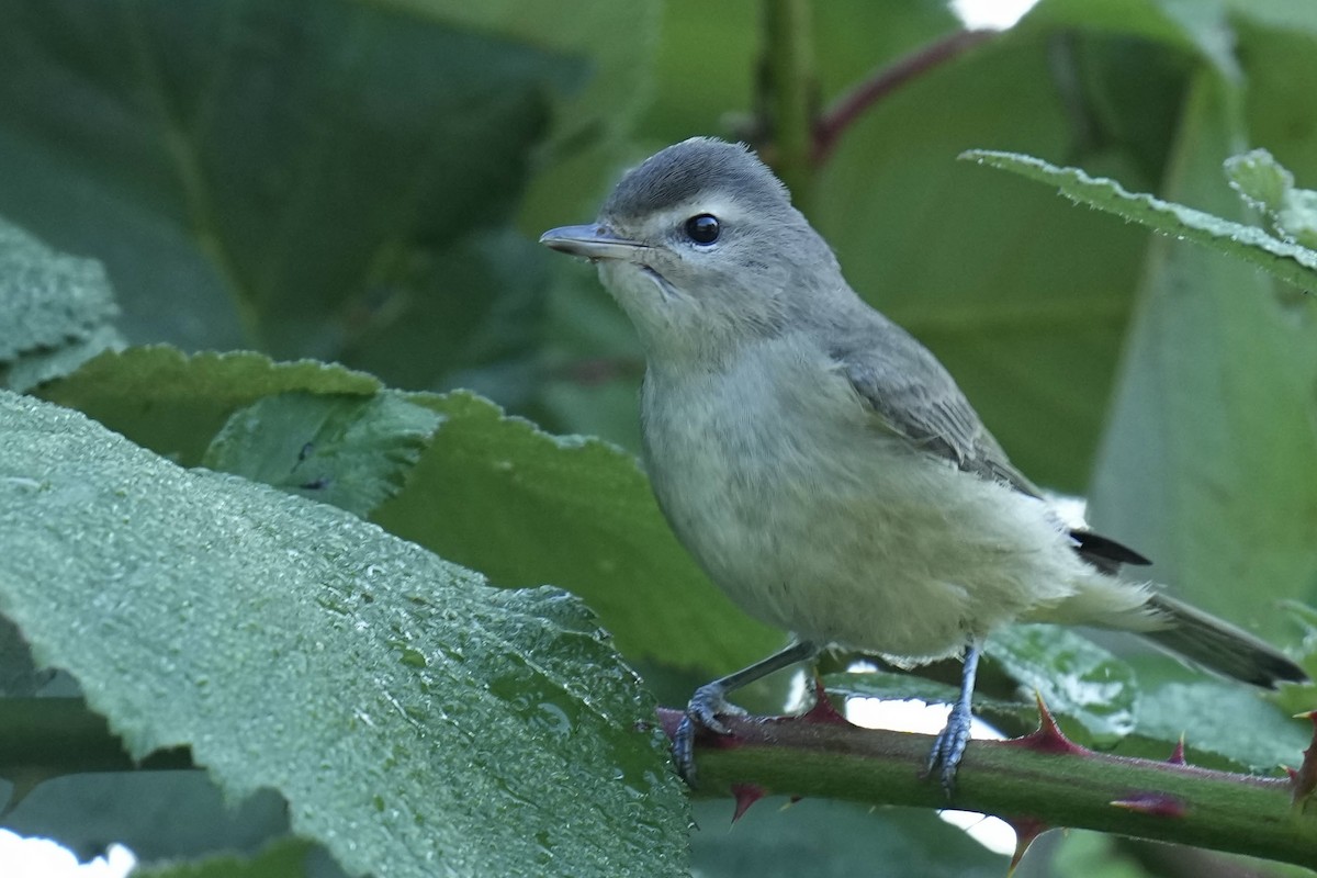 Vireo Gorjeador - ML623162425