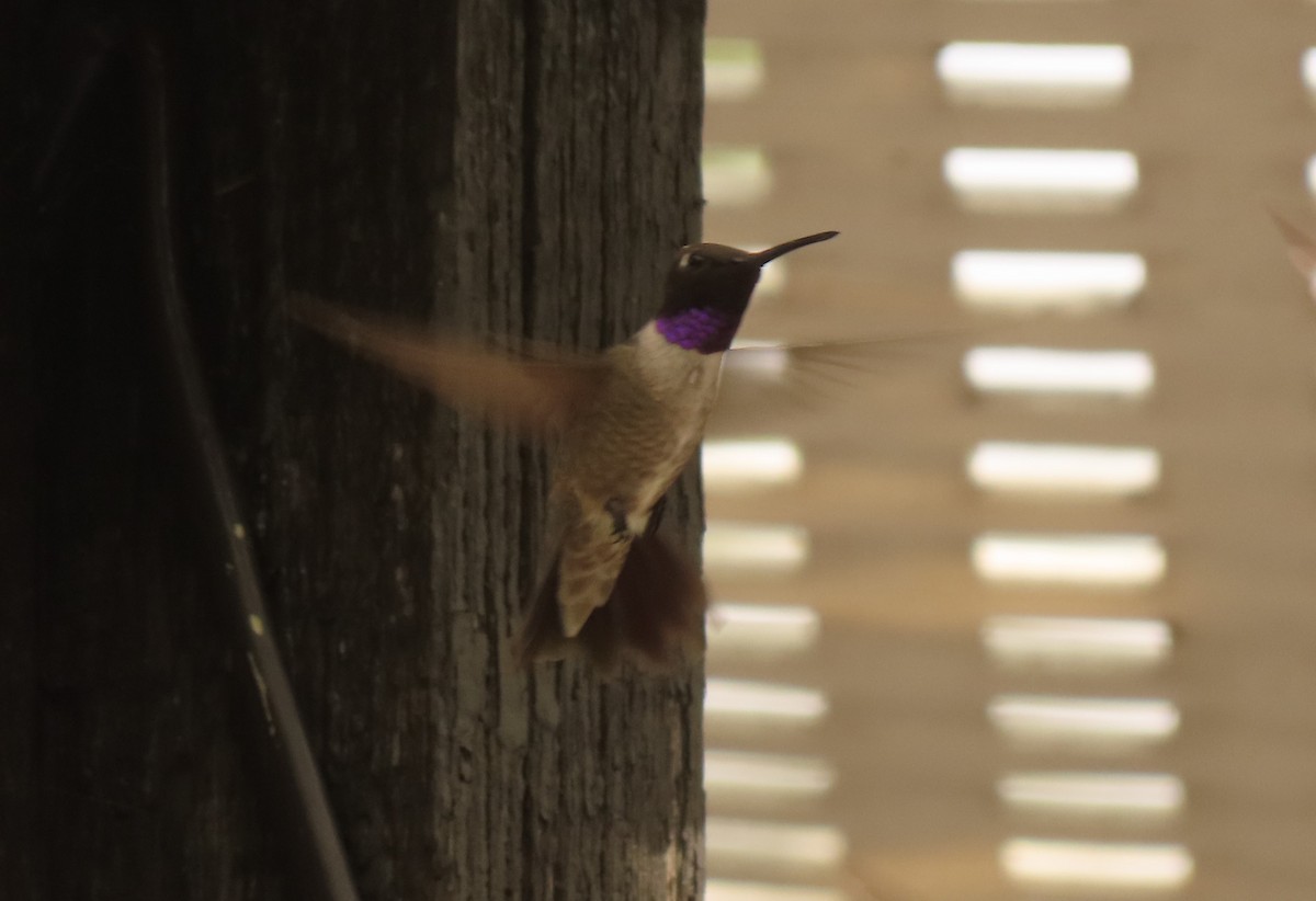 Black-chinned Hummingbird - ML623162426