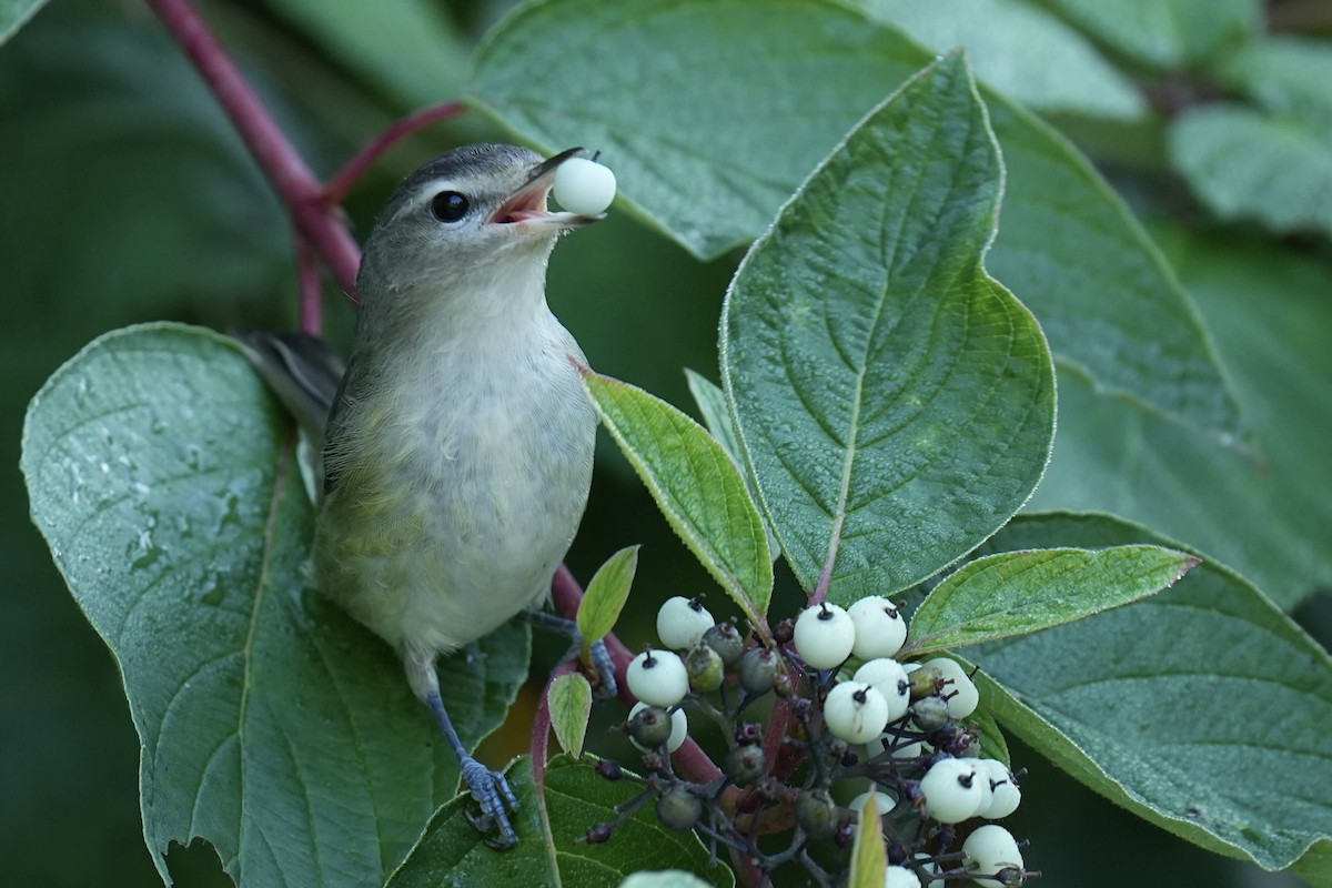 Vireo Gorjeador - ML623162430