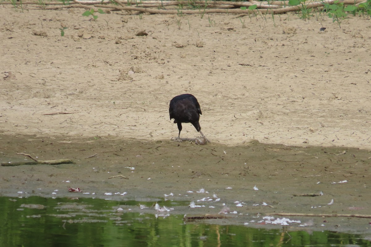 American Crow - ML623162431
