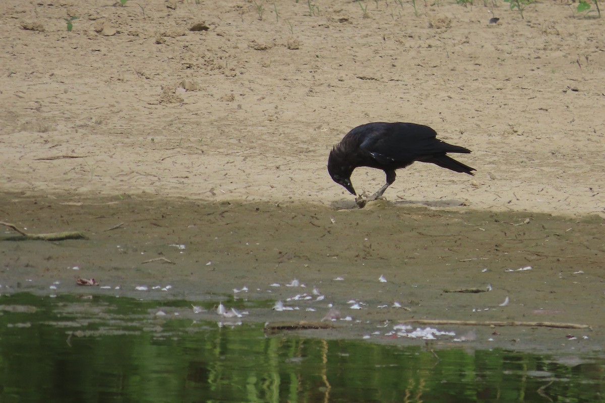 American Crow - ML623162440