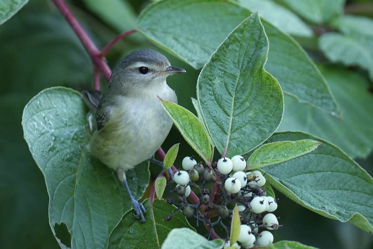 Vireo Gorjeador - ML623162442