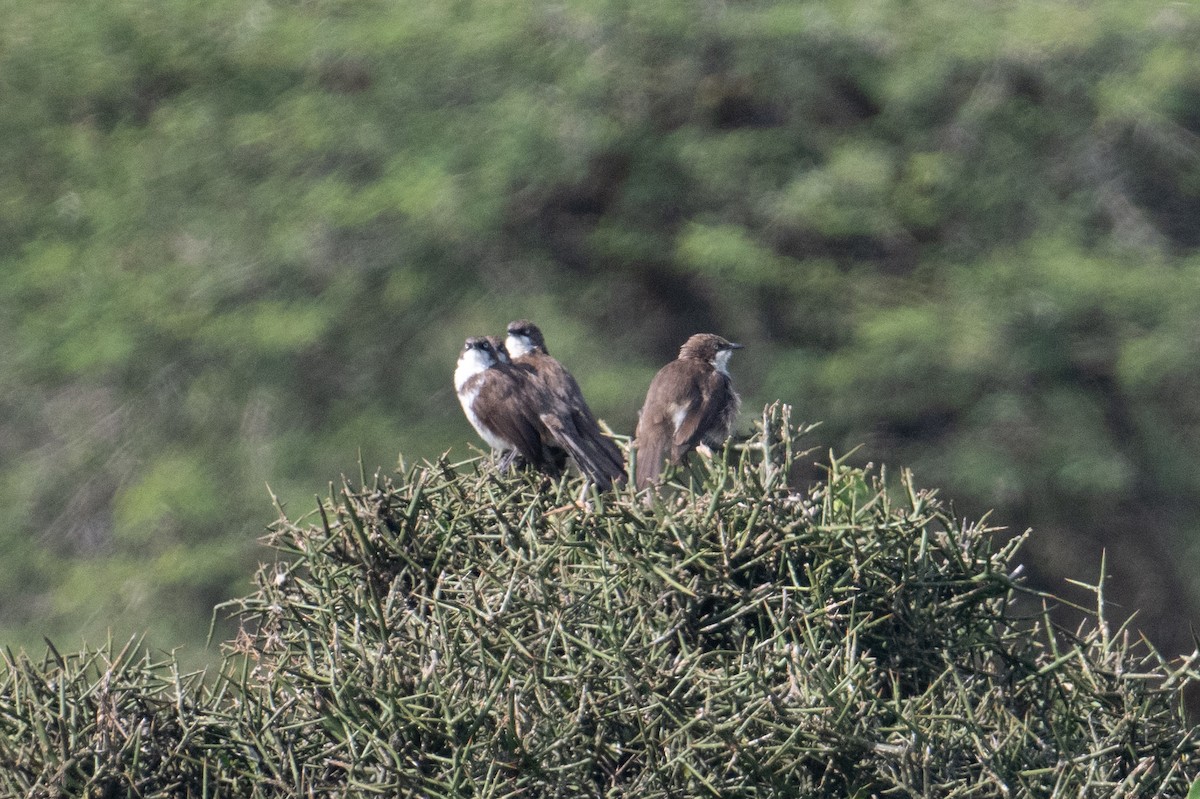 Northern Pied-Babbler - ML623162443