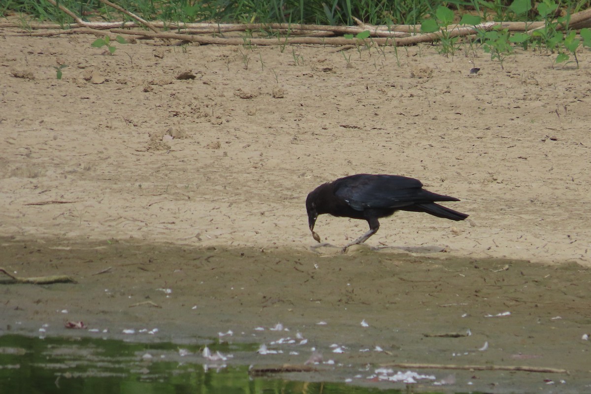 American Crow - ML623162447