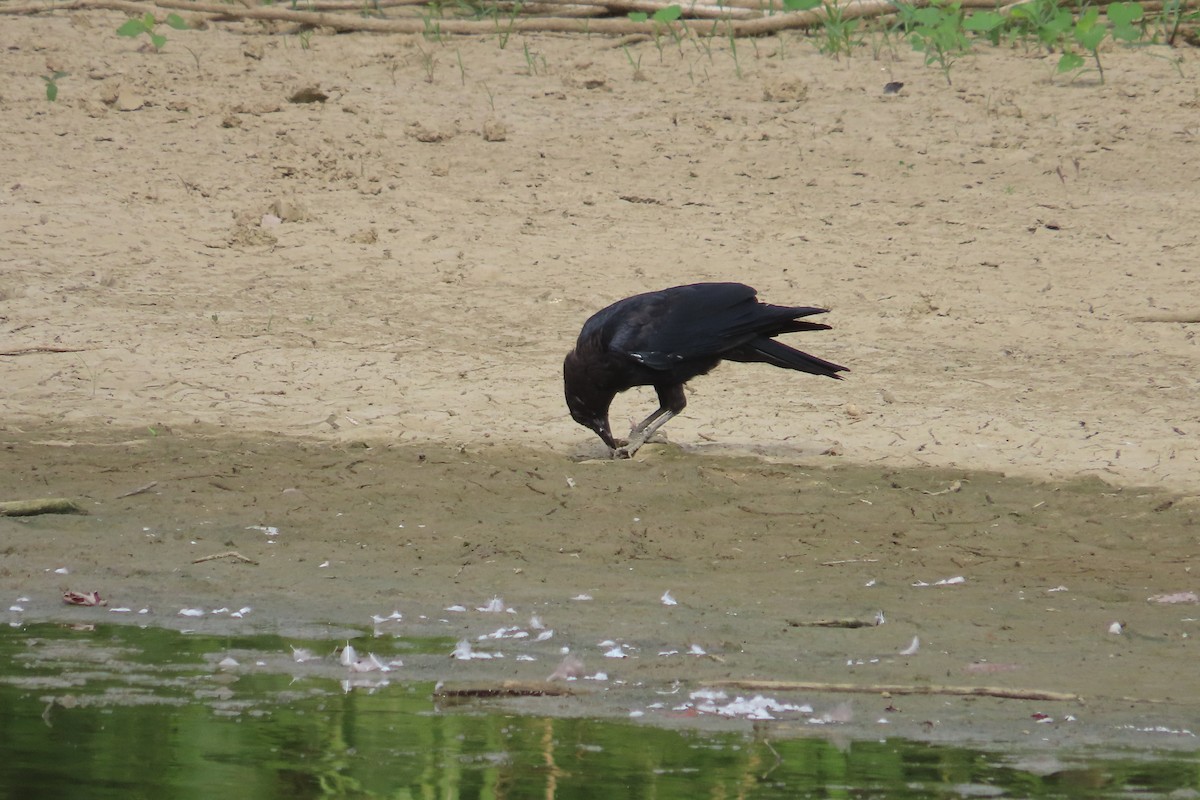 American Crow - ML623162457
