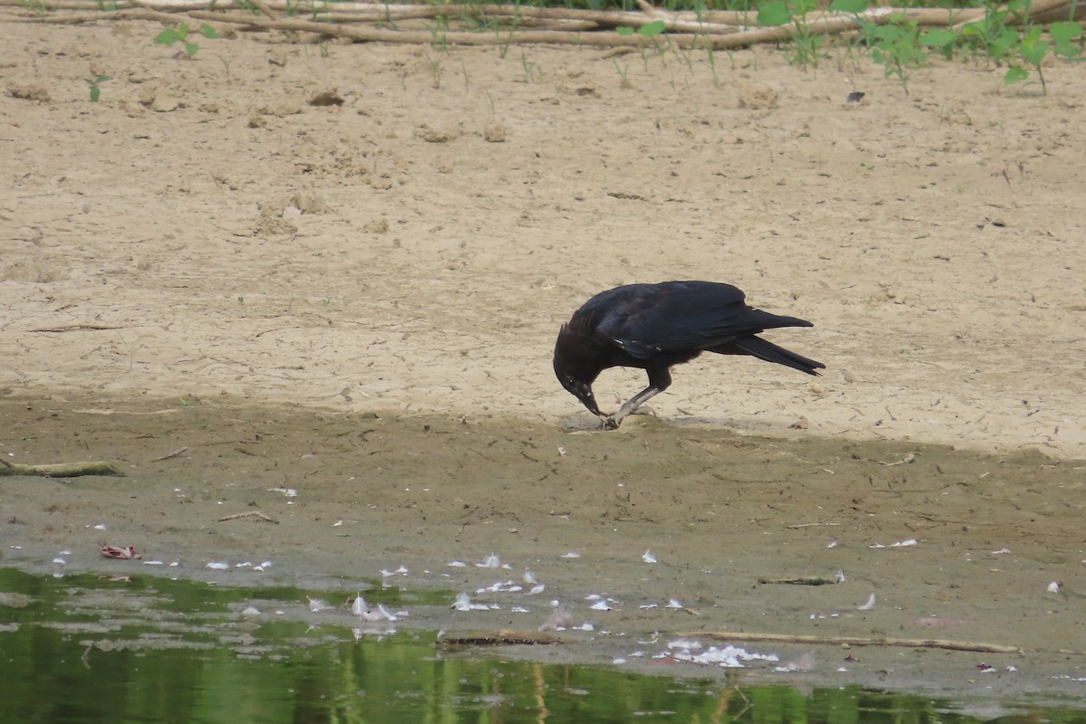 American Crow - ML623162468