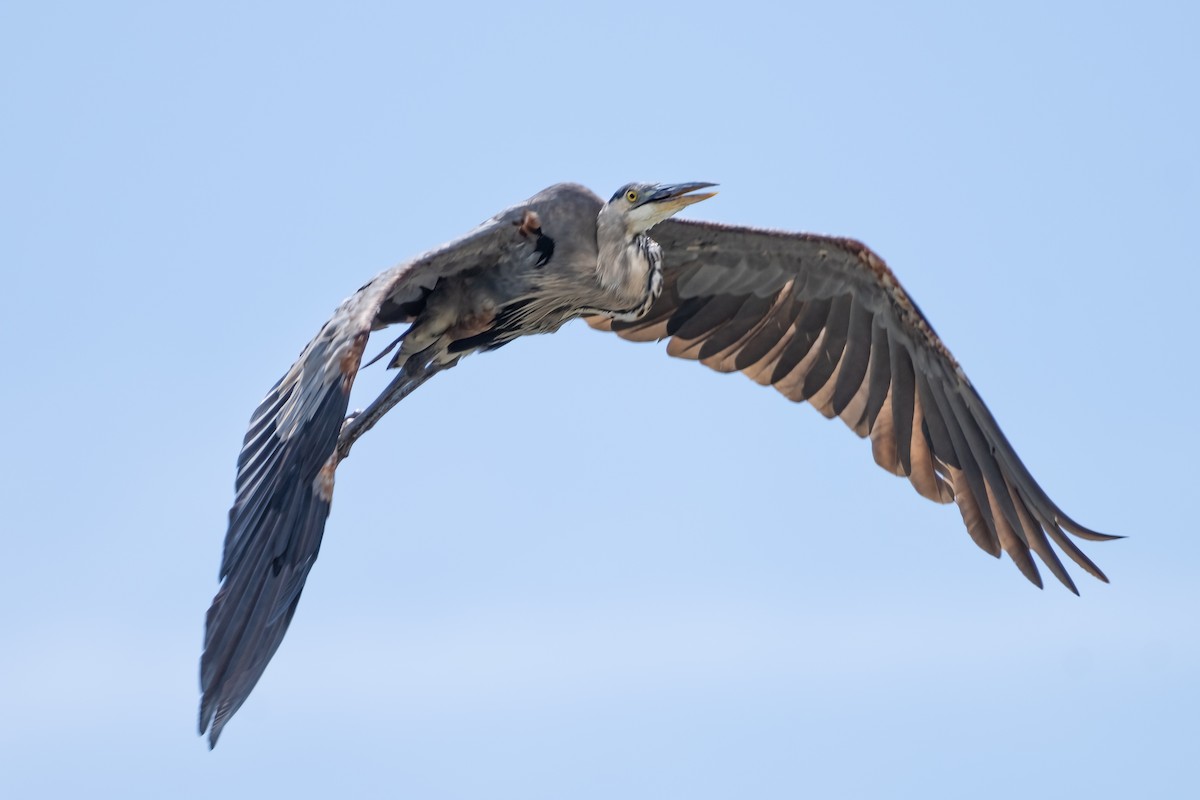 Great Blue Heron - ML623162477