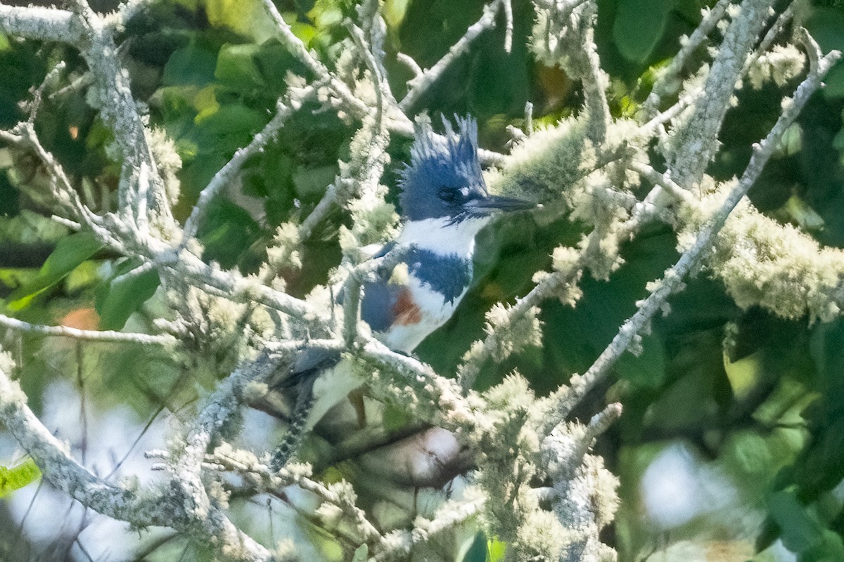 Belted Kingfisher - ML623162493