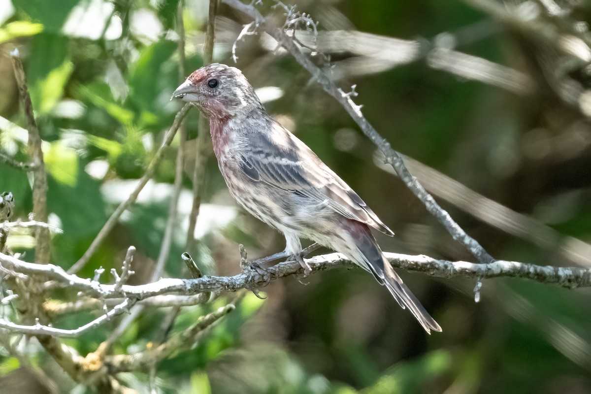 House Finch - ML623162503