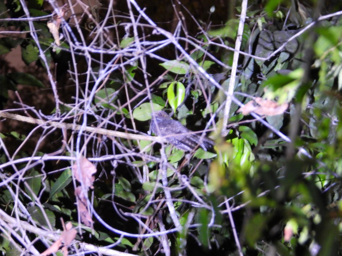 Ocellated Poorwill - Matt Kelly