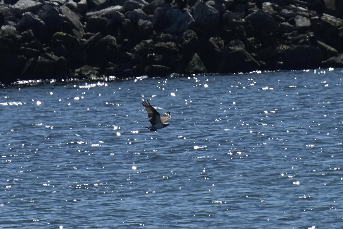 Águila Pescadora - ML623162590