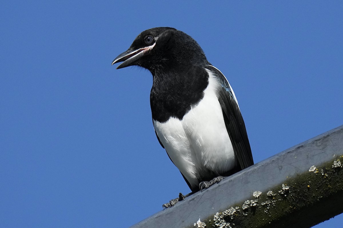 Black-billed Magpie - Sabine Jessen