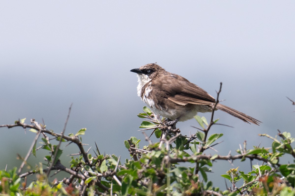 Northern Pied-Babbler - ML623162642