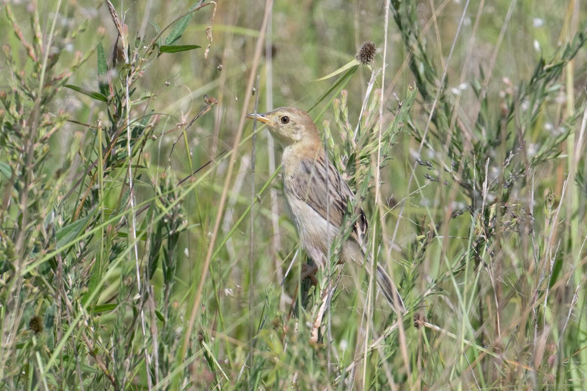 Stout Cisticola - ML623162649