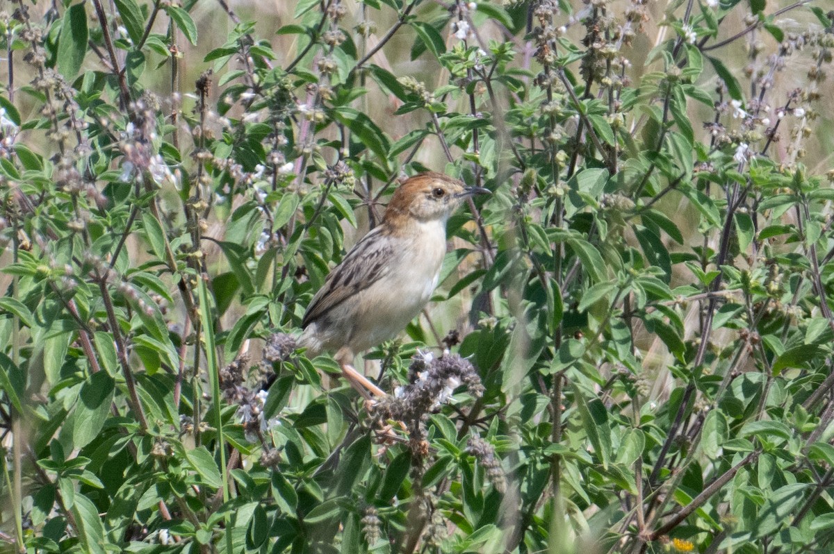 Stout Cisticola - ML623162650