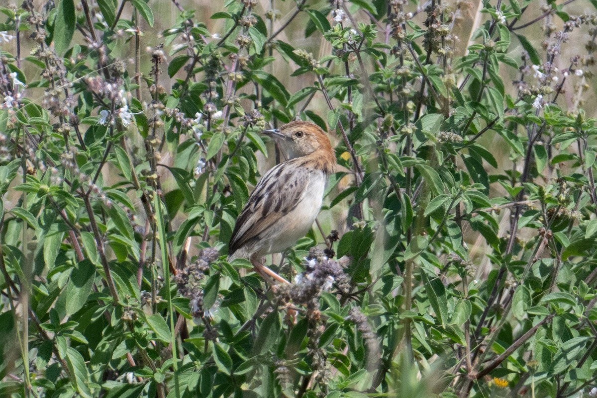 Stout Cisticola - ML623162656