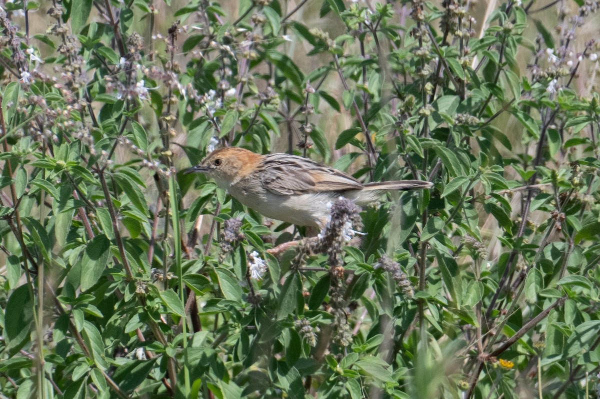 Stout Cisticola - John C. Mittermeier